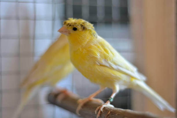 istock Yellow crested canary on branch in cage at home 1319408878