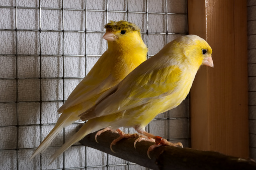 Male crested and female yellow canary standing on a branch in a covered cage with a blanket. Close up of exotic bird, selective focus