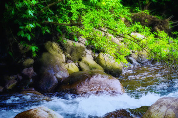 istock Mountain stream green vegetation 1319409181