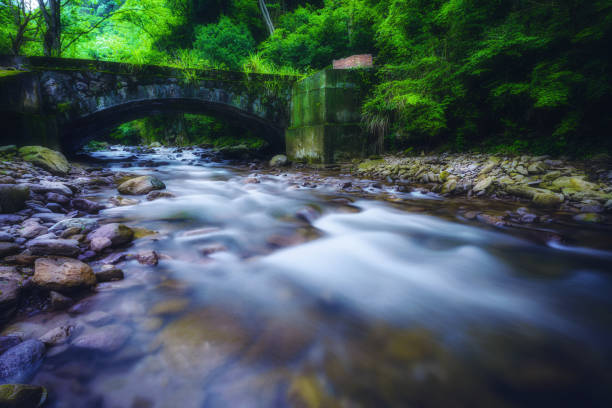 Mountain stream green vegetation