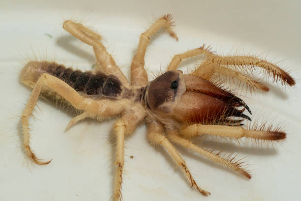 ägyptische riesen-solpugiden (galeodes arabs), windskorpion oder kamelspinne makro aus nächster nähe in den vereinigten arabischen emiraten im mittleren osten geschossen - naher und mittlerer osten stock-fotos und bilder