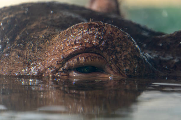 wspólne oko hipopotama (hippopotamus amphibius) częściowo zanurzone widok wody bardzo blisko. - sub saharan africa zdjęcia i obrazy z banku zdjęć
