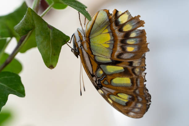 istock A Malachite Brown and Green butterfly (siproeta stelenes) hanging upside down very close up. 1319410438