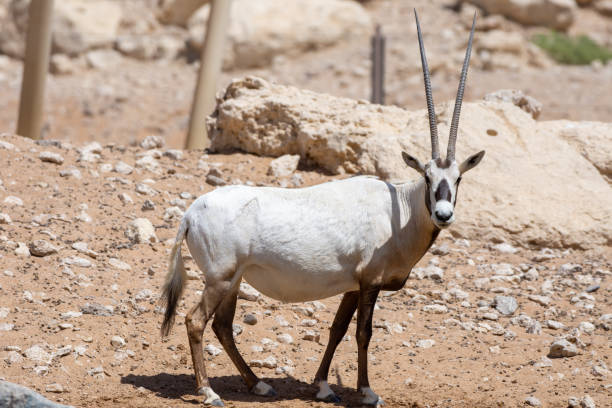 an arabian oryx (oryx leucoryx) critically endangered resident of the arabian gulf stands in the hot desert sand. - oryx gazella leucoryx imagens e fotografias de stock
