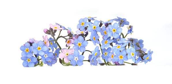 Flowers Myosotis are called forget-me-not or scorpion grasses.