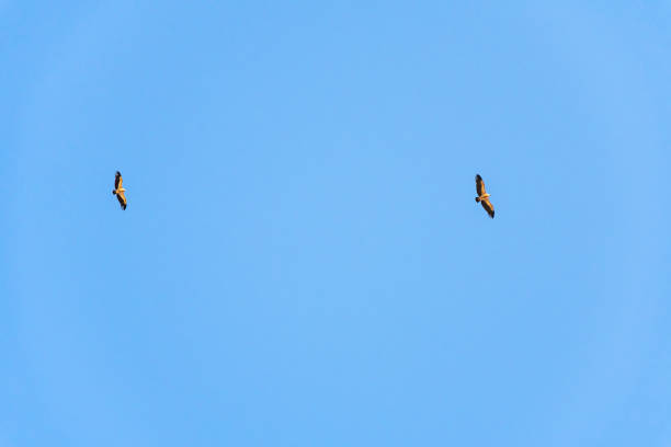 istock Griffon vulture spinning on the sky above Rocca del Crasto mountain, Sicily 1319411234