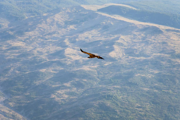 istock Griffon vulture spinning on the sky above Rocca del Crasto mountain, Sicily 1319411807