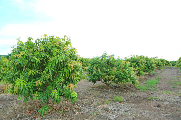 istock Growing Mango field in valley of Thailand 1319411847