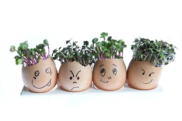 Four egg shells with faces drawn on and used to grown mustard cress & radish cress as hair