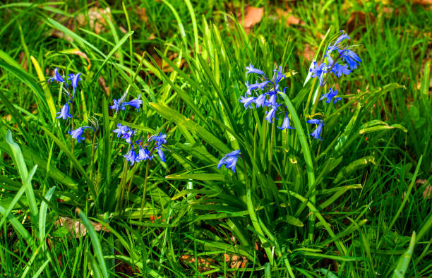 istock Close up of wild Hyacinth (Hyacinthus orientalis) 1319413418