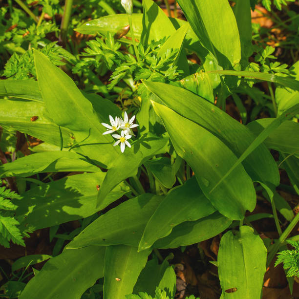 istock Close up of Wild garlic (Allium ursinum) 1319413451