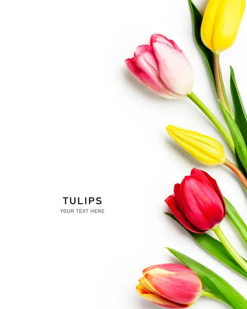 Floral spring border. Composition and layout made of colorful tulip flowers isolated on white background. Top view, flat lay and copy space. Design element
