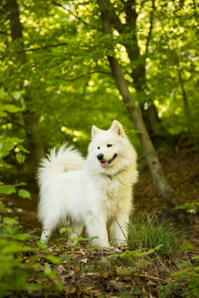 istock Beautiful dog samoyed in nature 1319415474