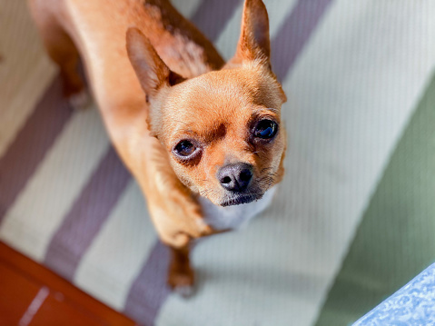 Chihuahua with closed eyes dreaming about something