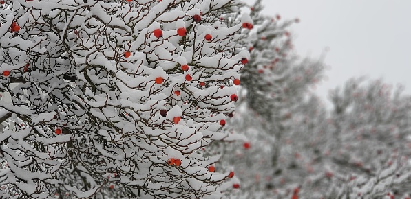 red berries on white snow