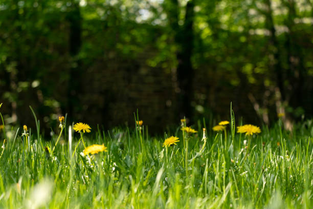 istock spring or summer background with yellow dandelions and green grass. Copy space 1319421069
