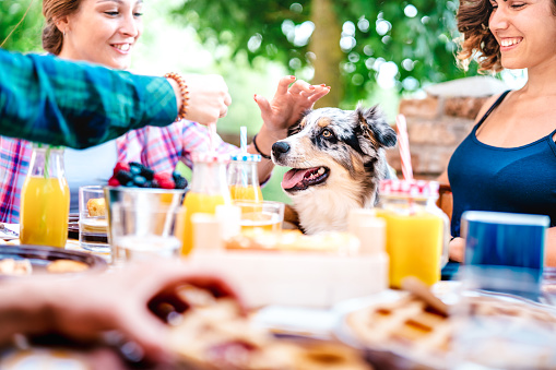 Young women on healthy pic nic breakfast with cute puppy at countryside farm house - Genuine life style concept with millennial friends having fun together outside at garden party