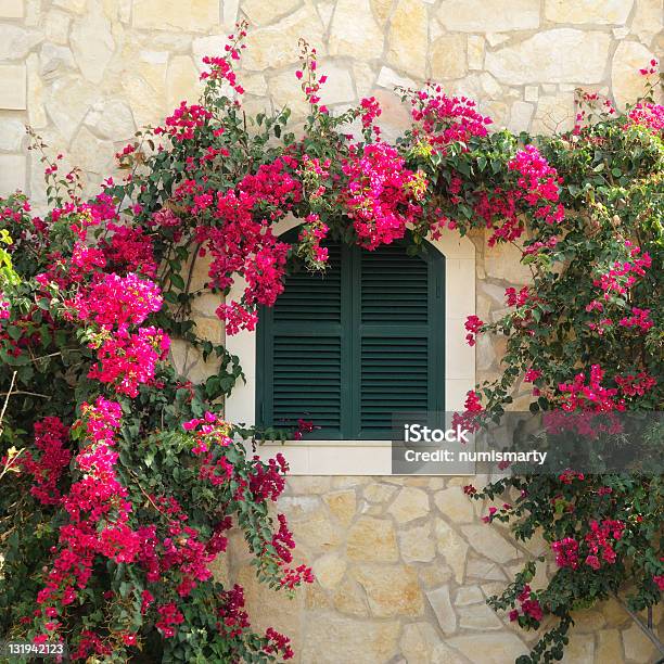 A Dark Green Shuttered Window Framed By Red Bougainvillea Stock Photo - Download Image Now