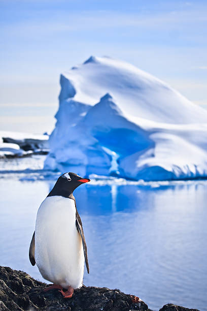 penguin on the rocks penguin have fun standing on the rocks in Antarctica gentoo penguin photos stock pictures, royalty-free photos & images