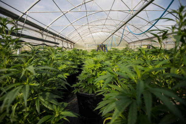 Cannabis Farm Greenhouse stock photo