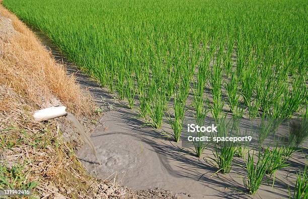 食欲をそそるに熱狂田園 - 人物なしのストックフォトや画像を多数ご用意 - 人物なし, 写真, 屋外