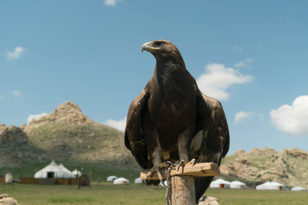 istock eagle bird falconry sitting on a pole 1319424809
