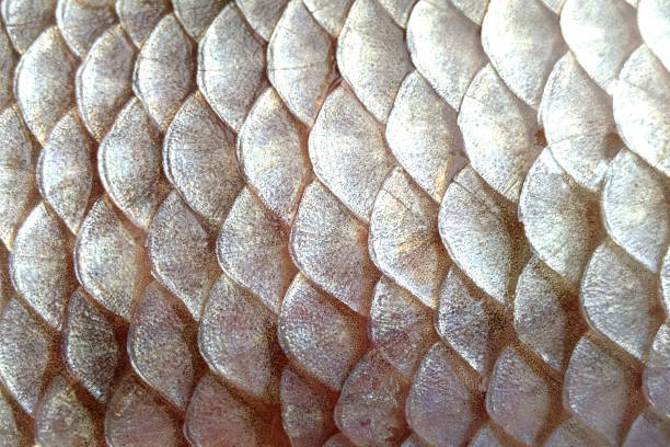 istock Scales fish fish close-up sunlight 1319425365