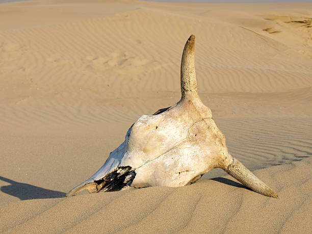 animal skull animal skull in the desert sand burned corpse stock pictures, royalty-free photos & images