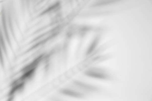 istock natural shadow of tropical leaves on white background texture. Top view, flat lay 1319425749