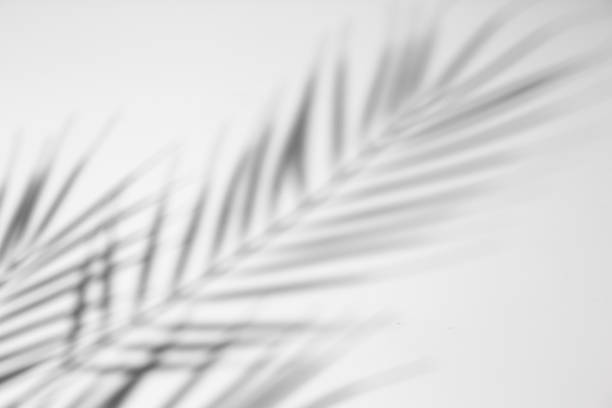 istock shadow of a leaf of a palm tree on a light background. Top view, flat lay 1319426425