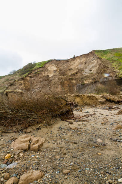 istock May 2021 aftermath of huge cliff landslip at Nefyn, Llyn Peninsula, Wales fallen tree. 1319426859