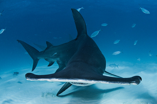 Portrait Face Photo of Great Hammerhead Shark in Bimini, Bahamas