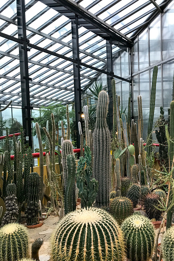 Green cacti in the palm house in Poland