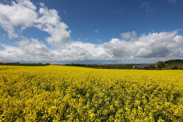 istock Rapeseed field on a clear sunny day 1319432020