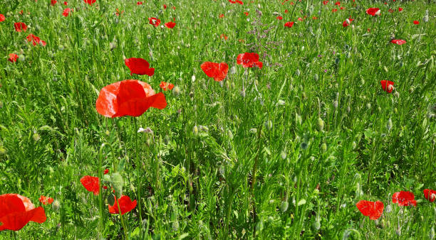 istock A field of poppies 1319432086