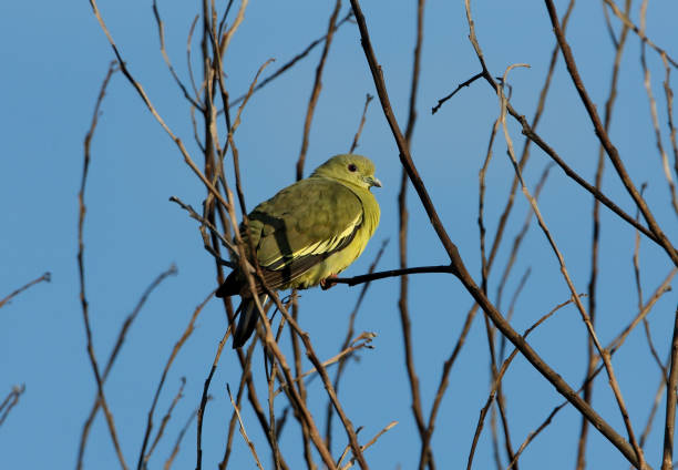 istock Pink-necked Green-pigeon 1319433949