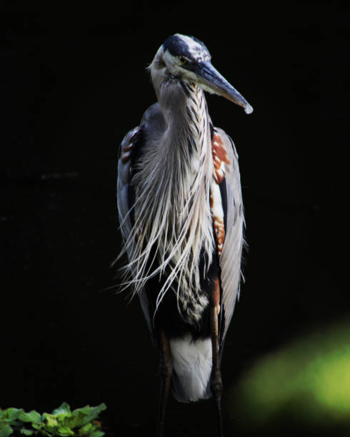 istock The Greatest of The Great Blue Herons 1319434082