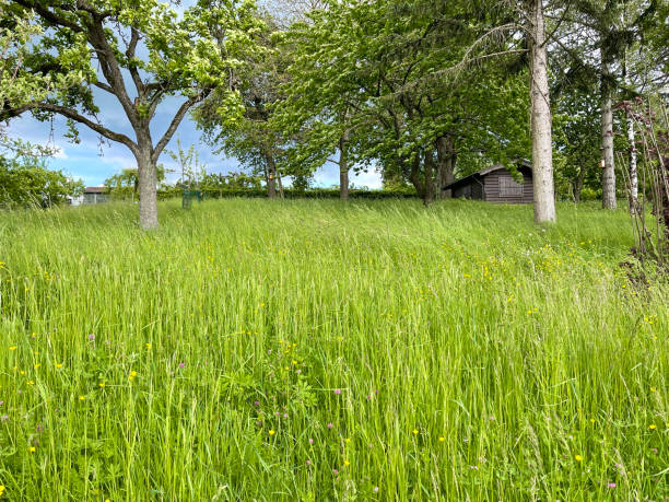 istock Green meadow in may, tall grass 1319436237