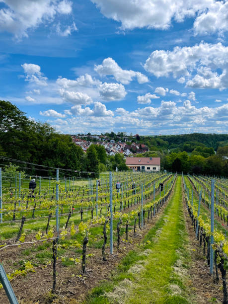 istock Vineyards in Marbach, Neckar, Germany, old town 1319436242