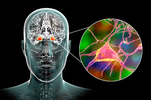 Amígdala en el cerebro, y vista de primer plano de las neuronas de amígdala, ilustración 3D photo