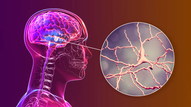 substantia nigra des mittelhirns und seiner dopaminergen neuronen, 3d-illustration - endhirn stock-fotos und bilder