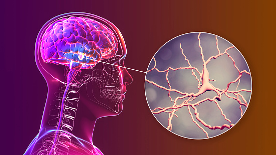 Fundancia nigra del cerebro medio y sus neuronas dopaminérgicas, ilustración 3D photo