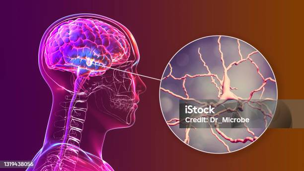 Substantia Nigra Of The Midbrain And Its Dopaminergic Neurons 3d Illustration Stock Photo - Download Image Now