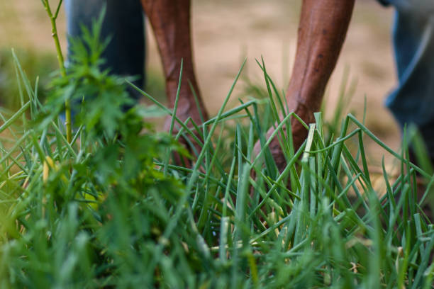 Elderly man cut chives in his organic garden