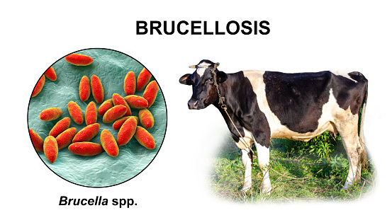 Bacteria Brucella, el agente causal de la brucelosis en ganado y humanos, ilustración 3D photo