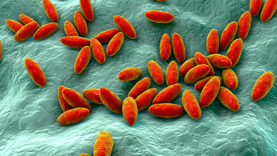 Bacteria Brucella, el agente causal de la brucelosis, ilustración 3D photo