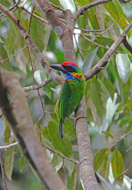 istock Red-crowned Barbet 1319439361