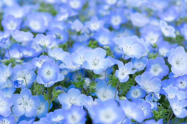 nemophila - mayo fotografías e imágenes de stock