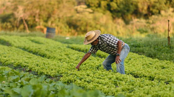 Senior man on an organic lettuce plantation