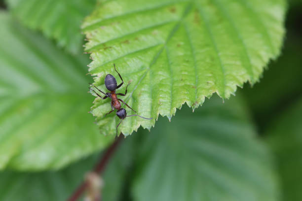 istock The ant is crawling on the plant 1319439929
